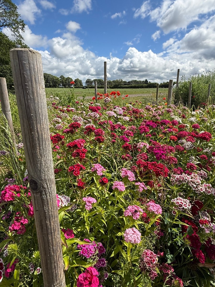 Sweet William Indian Carpet Mixed - Dandys Landscape Supplies