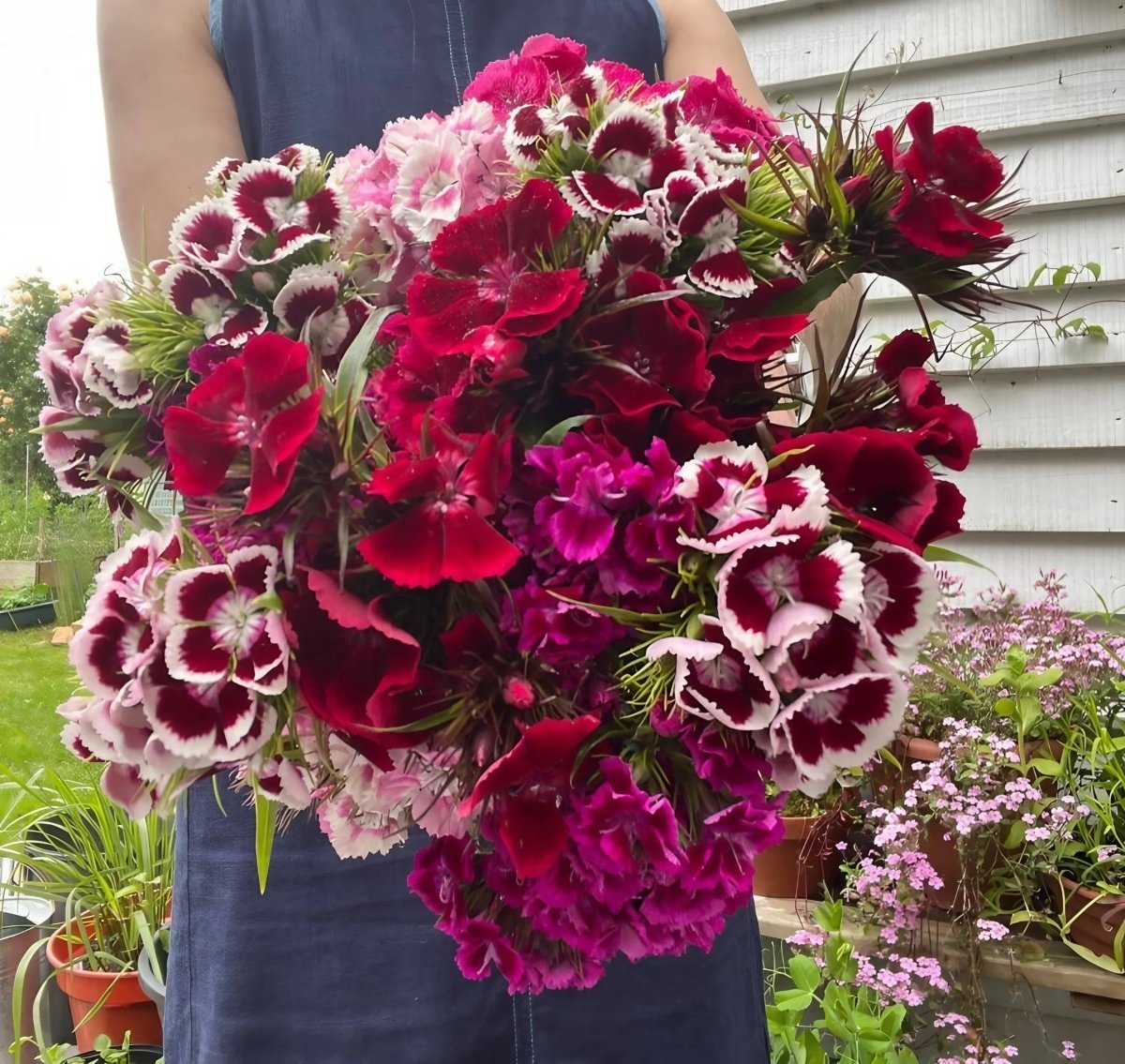 Sweet William Indian Carpet Mixed Seeds - Dandys Landscape Supplies