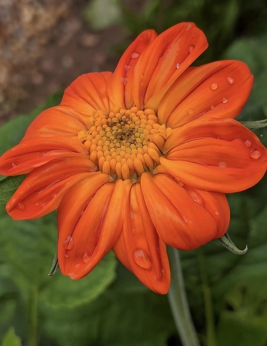 Tithonia Goldfinger Seeds - Dandys Landscape Supplies