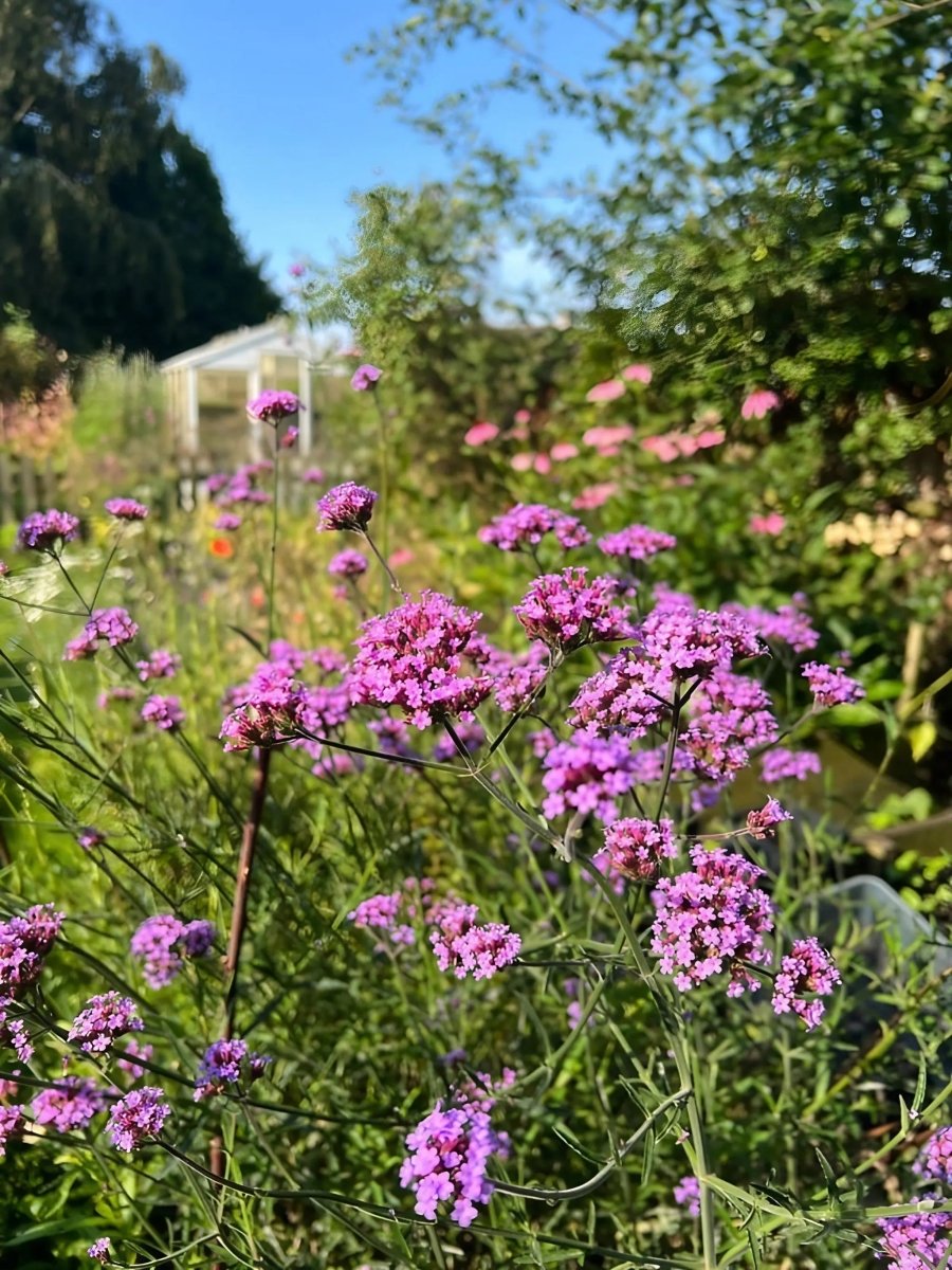 Verbena bonariensis - Dandys Landscape Supplies