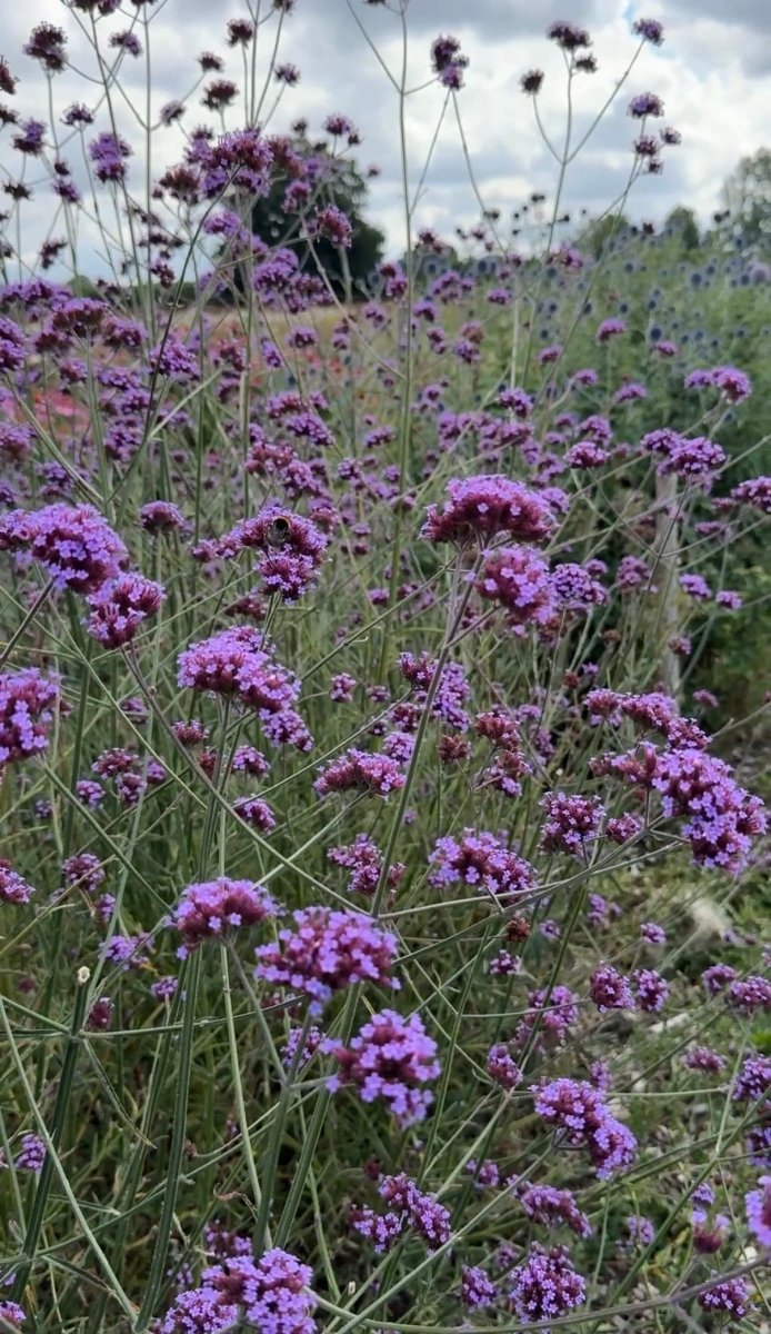 Verbena bonariensis - Dandys Landscape Supplies