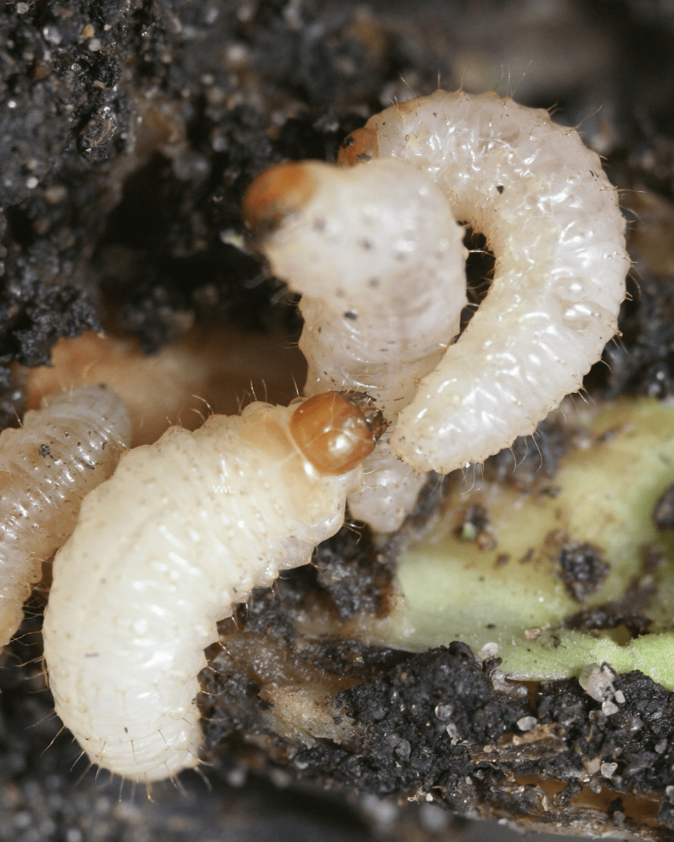 Vine Weevil Control - Nematodes - Dandys Landscape Supplies