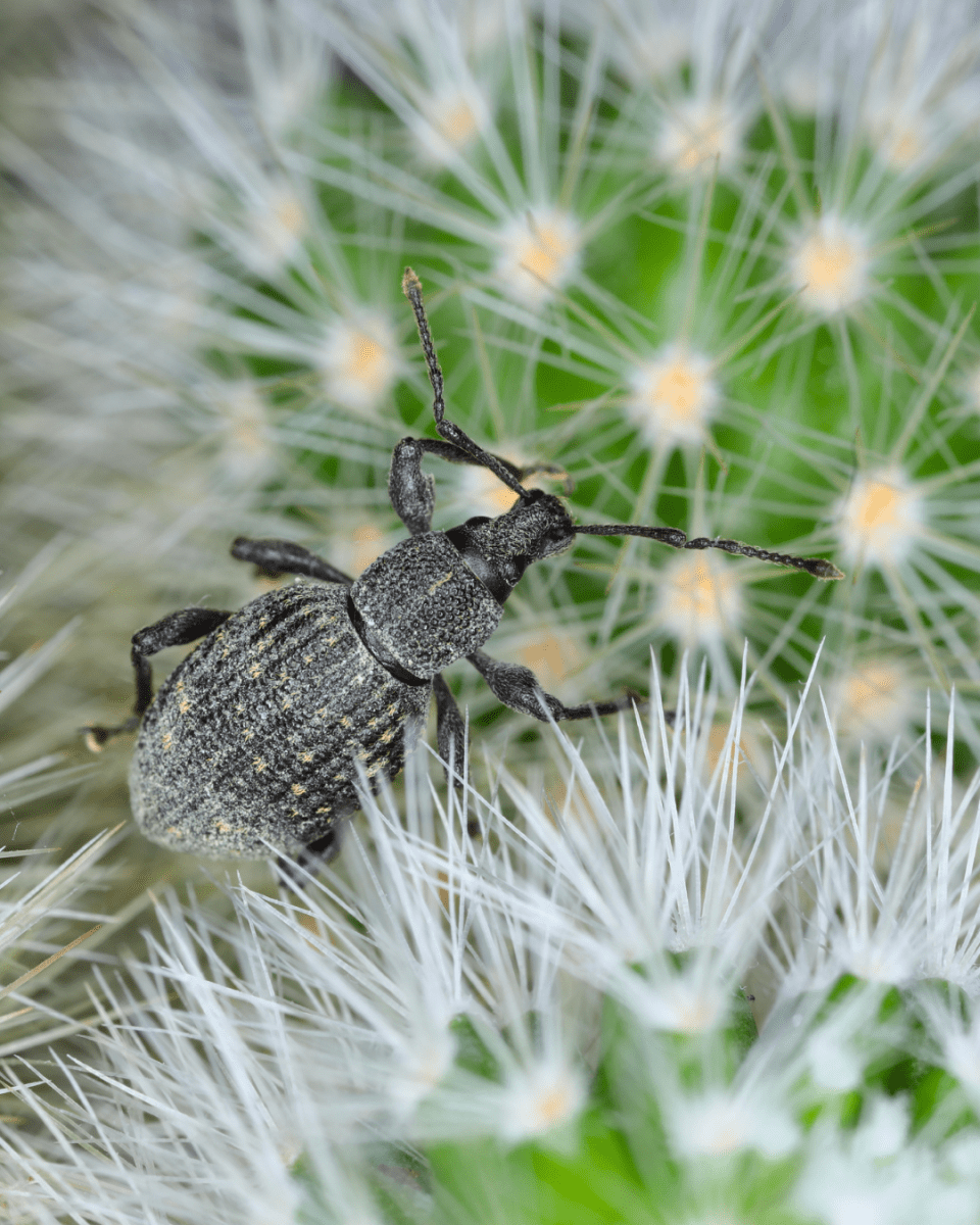Vine Weevil Control - Nematodes - Dandys Landscape Supplies
