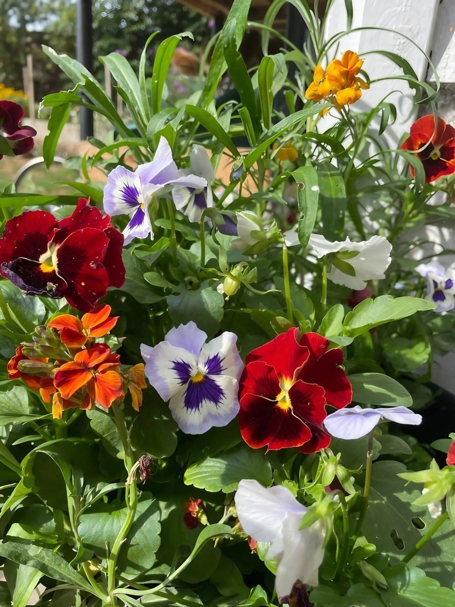 Viola Cornuta Large Flower Mix Seeds - Dandys Landscape Supplies