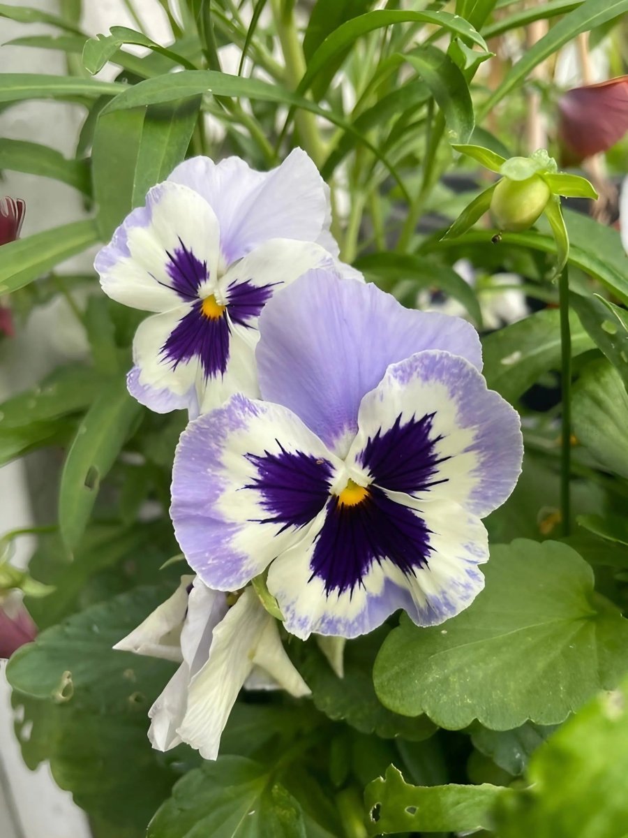 Viola Cornuta Large Flower Mix Seeds - Dandys Landscape Supplies