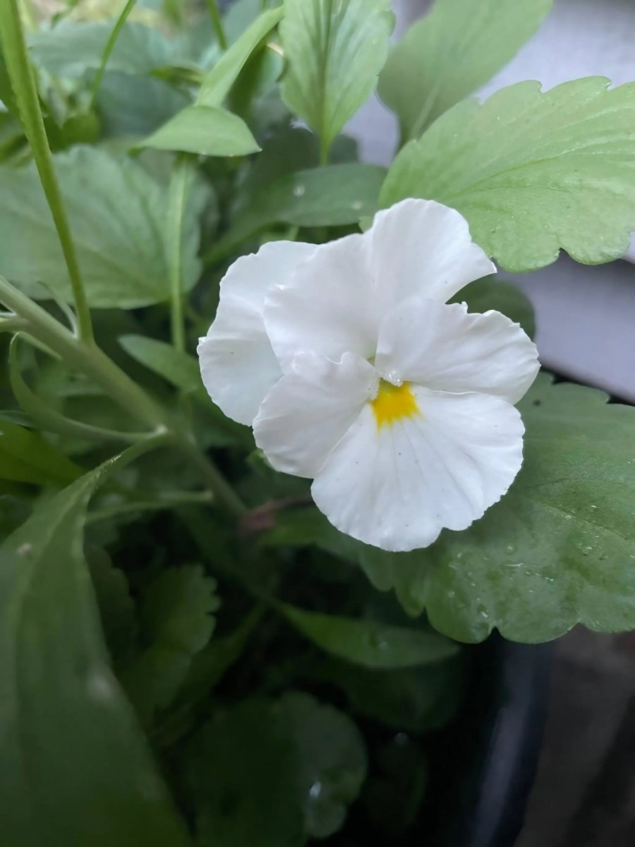 Viola Cornuta Large Flower Mix Seeds - Dandys Landscape Supplies