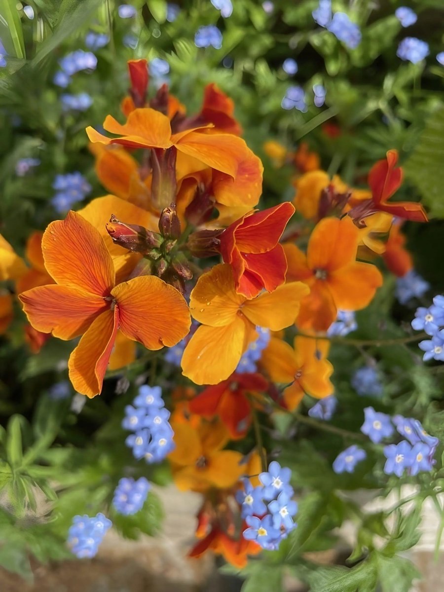 Wallflower Fire King Seeds - Dandys Landscape Supplies