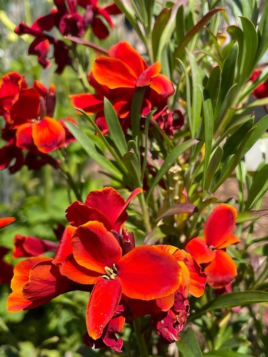 Wallflower Fire King Seeds - Dandys Landscape Supplies