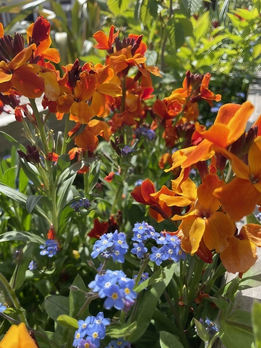 Wallflower Fire King Seeds - Dandys Landscape Supplies