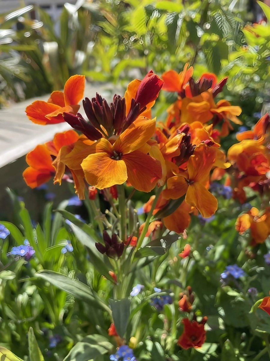 Wallflower Fire King Seeds - Dandys Landscape Supplies