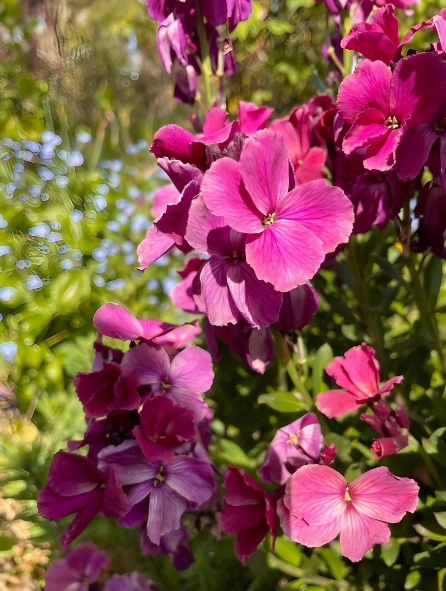Wallflower Ruby Gem - Dandys Landscape Supplies