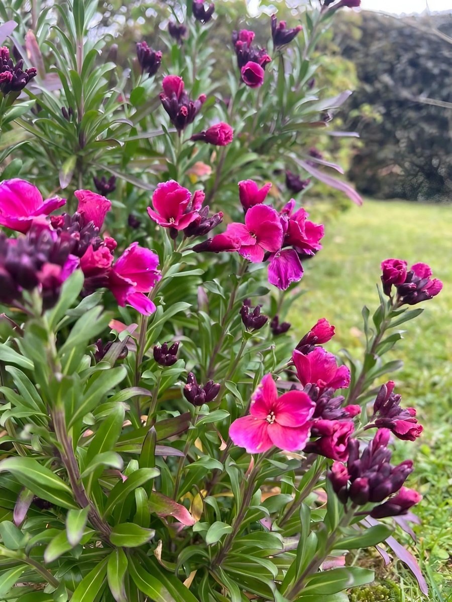 Wallflower Ruby Gem - Dandys Landscape Supplies