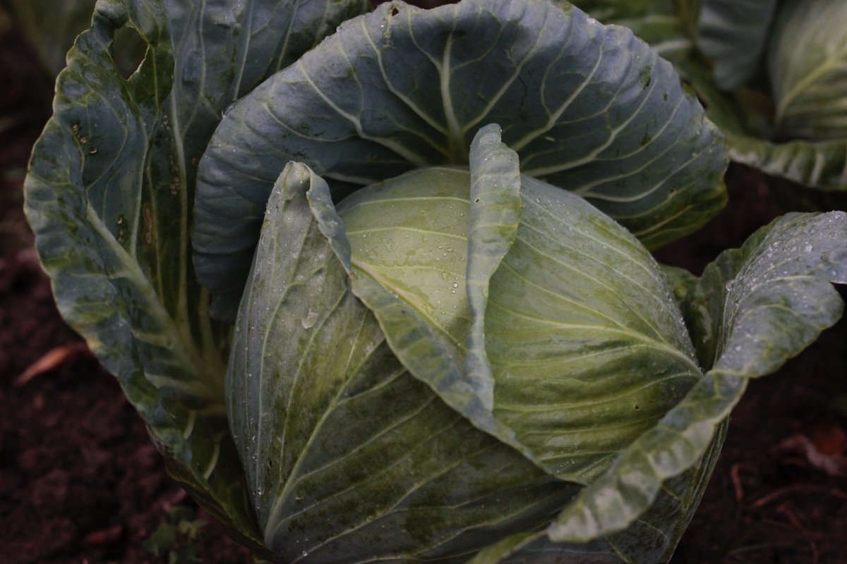 White Cabbage Plug Plants - "Grow Your Own" Vegetables **Letterbox Friendly** - Dandys Landscape Supplies