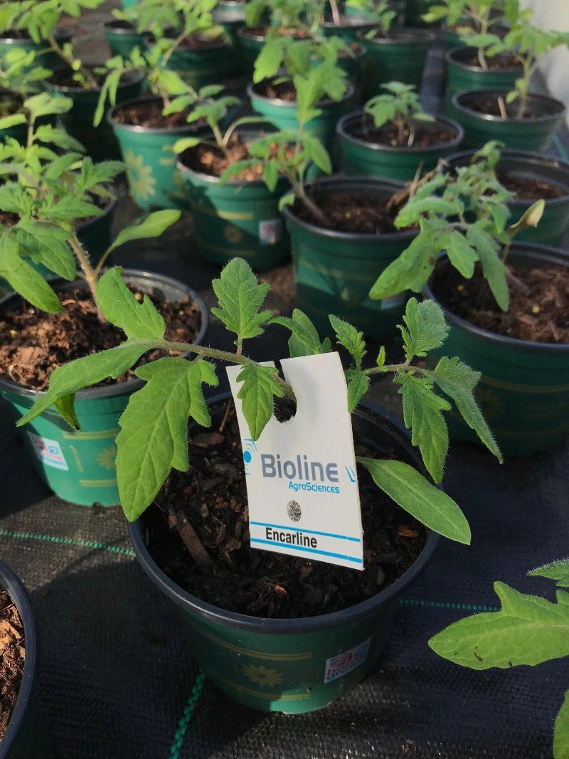Whitefly Control - Encarsia - Dandys Landscape Supplies