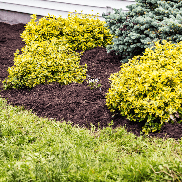 Wintermix Compost - Dandy's Topsoil & Landscape Supplies