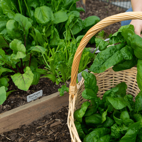 Wintermix Compost - Dandy's Topsoil & Landscape Supplies