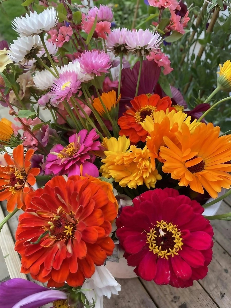 Zinnia Giants of California Seeds - Dandys Landscape Supplies
