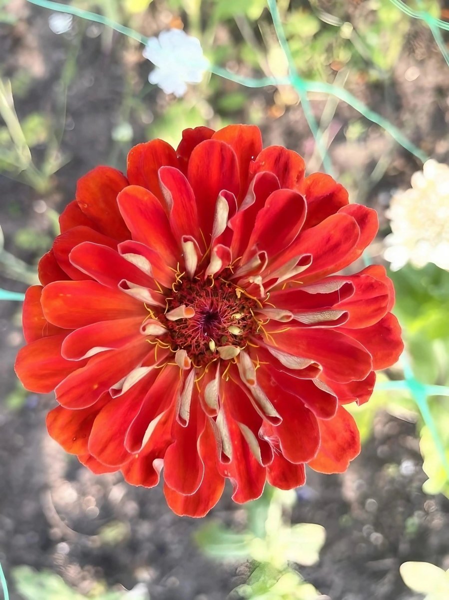 Zinnia Giants of California Seeds - Dandys Landscape Supplies