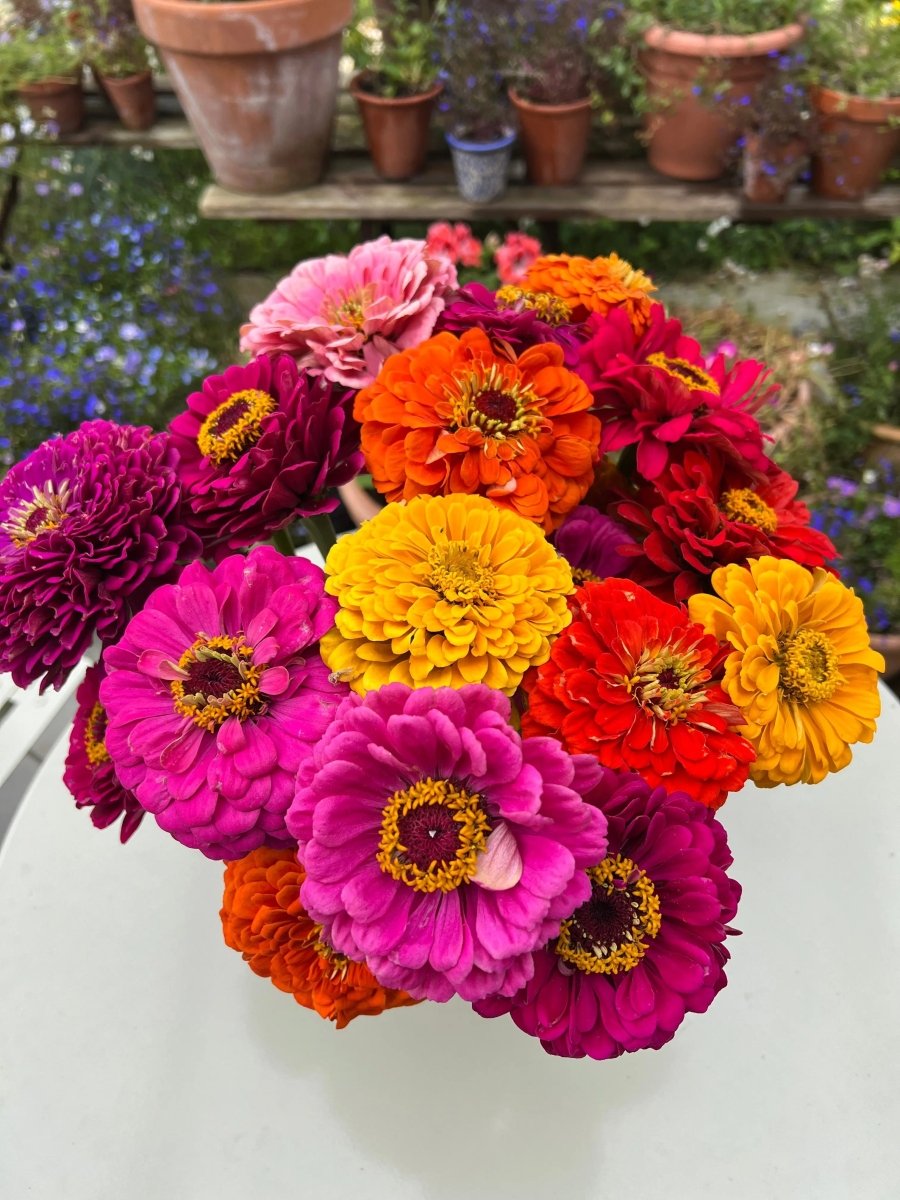 Zinnia Giants of California Seeds - Dandys Landscape Supplies