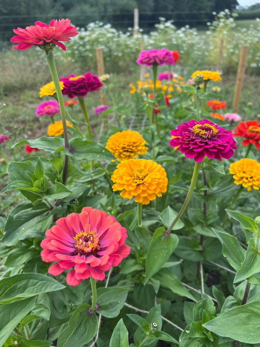 Zinnia Giants of California Seeds - Dandys Landscape Supplies