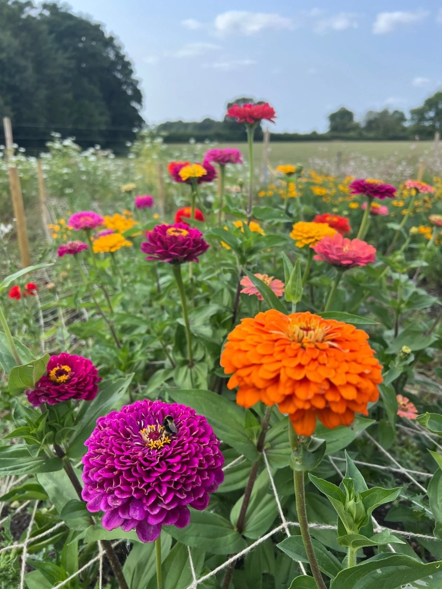 Zinnia Giants of California Seeds - Dandys Landscape Supplies