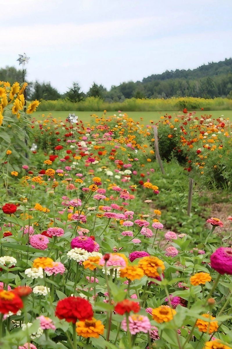 Zinnia Lilliput Mix - Dandys Landscape Supplies
