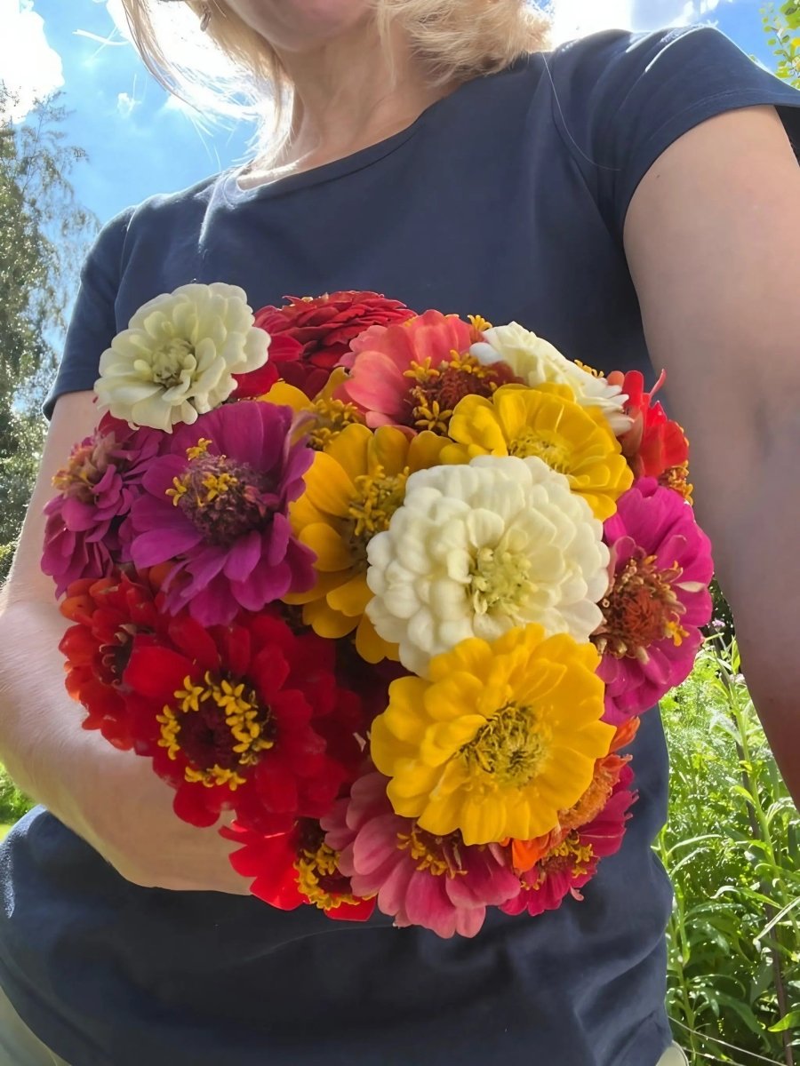 Zinnia Lilliput Mix - Dandys Landscape Supplies
