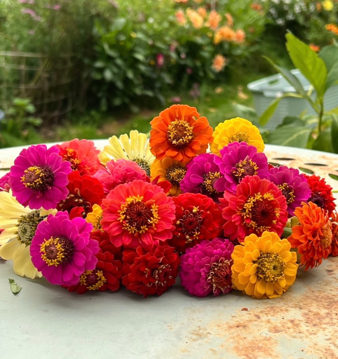 Zinnia Lilliput Mix - Dandys Landscape Supplies