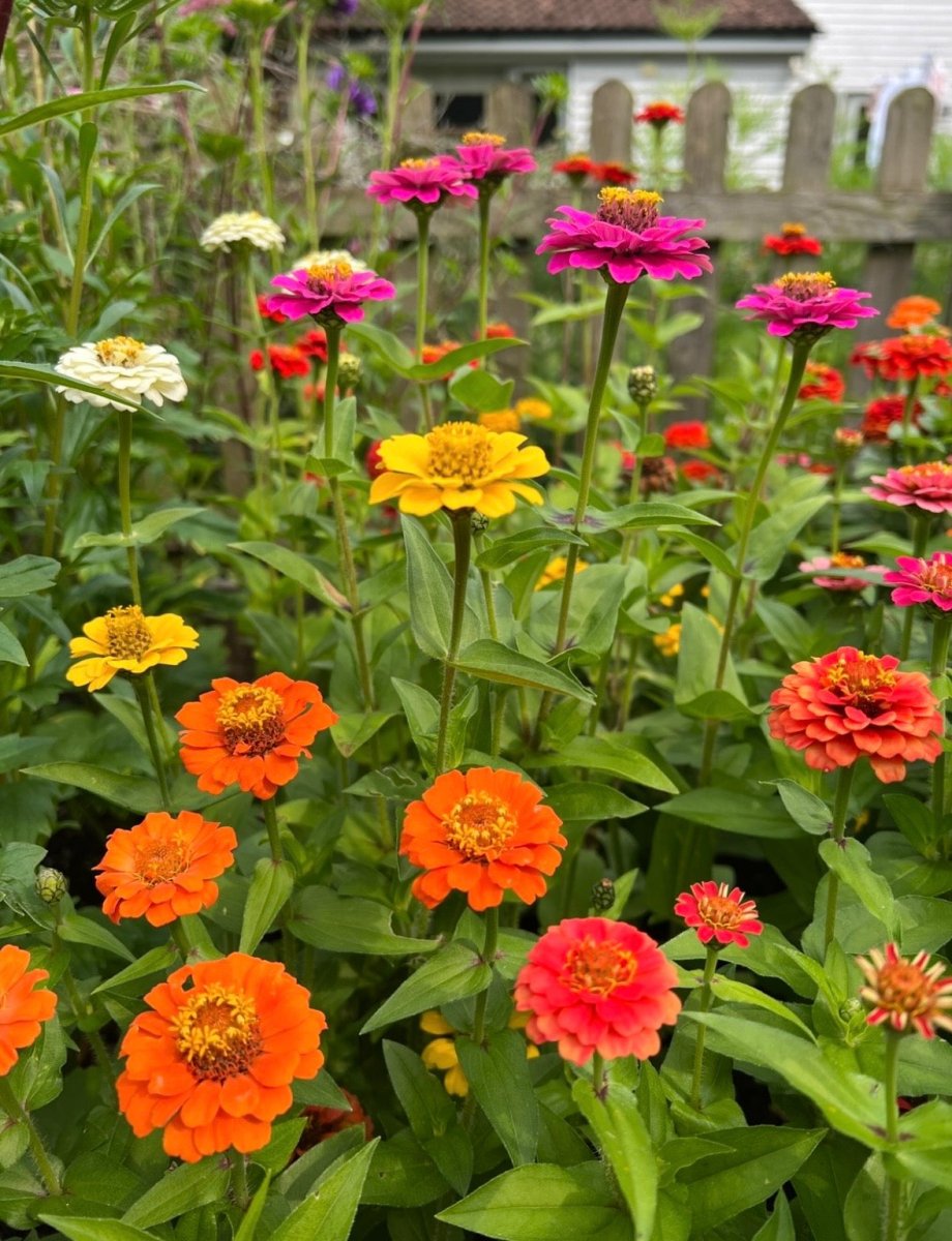 Zinnia Lilliput Mix - Dandys Landscape Supplies