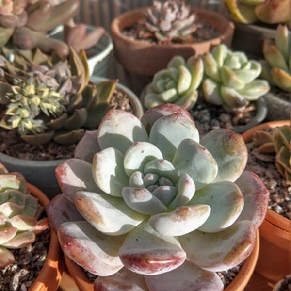 Alpine Grit 2 - 6mm - Dandy's Topsoil & Landscape Supplies