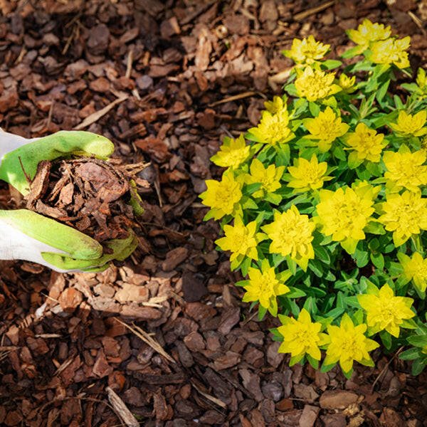 Premium Border Landscaping Bark Sample - Dandy's Topsoil & Landscape Supplies