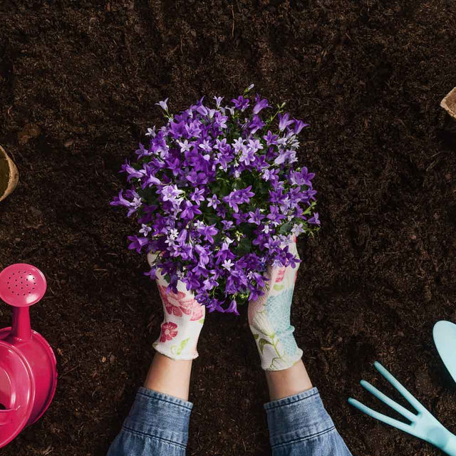 Jim Dandy’s GrowProud Multi Purpose Compost - Dandy's Topsoil & Landscape Supplies