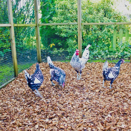 Chicken Coop Chips - Dandy's Topsoil & Landscape Supplies