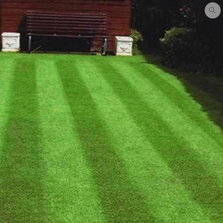 Four Seasons Lawn Grass Seed | Dandys