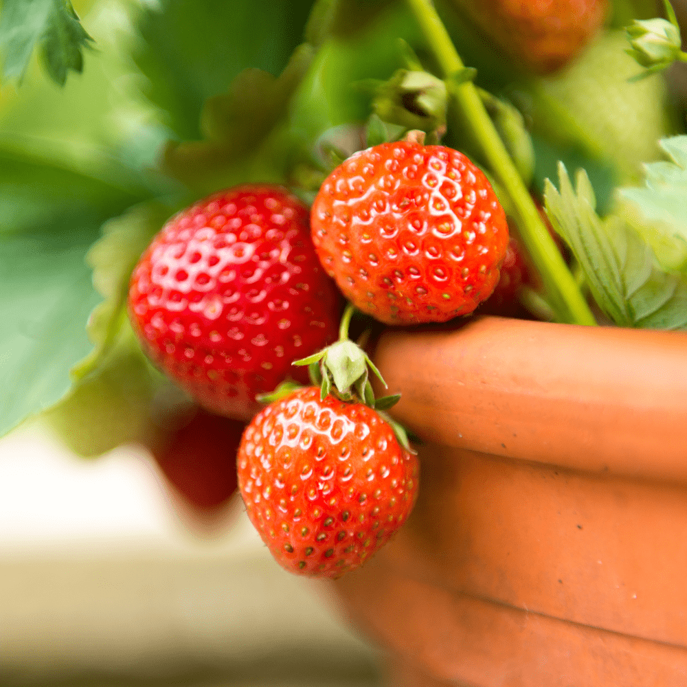 FruitBoost Welsh Topsoil Sample - Dandy's Topsoil & Landscape Supplies