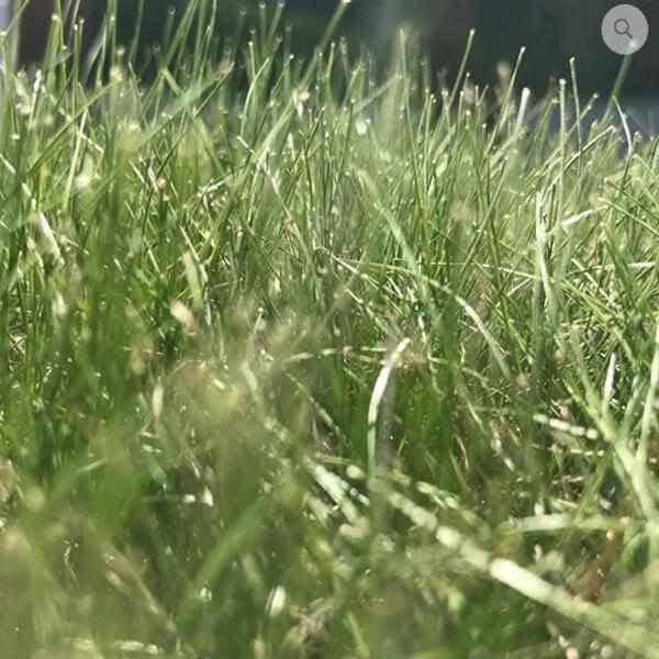 Heathland, Acidic and Peat Soils Grass Seed | Dandys