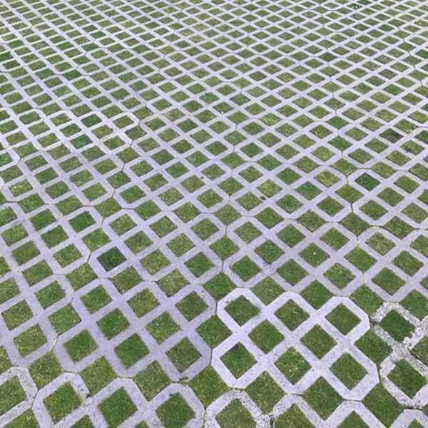 Hexipath Gridding Grass Seed | Dandys