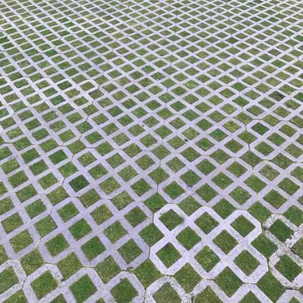 Hexipath Gridding Grass Seed | Dandys