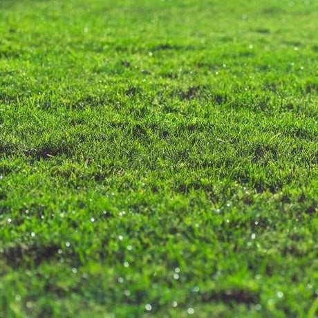 Dandy's Topsoil & Landscape Supplies.