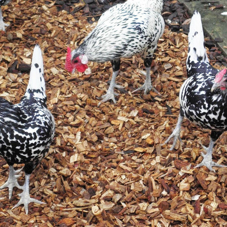 Chicken Coop Chips - Dandy's Topsoil & Landscape Supplies