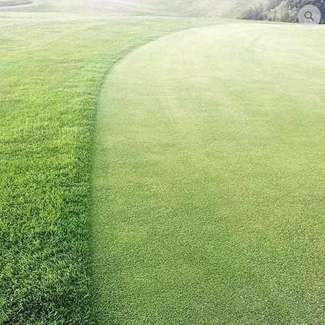 Perennial Greens Grass Seed mix - for Golf Greens - Dandy's Topsoil & Landscape Supplies