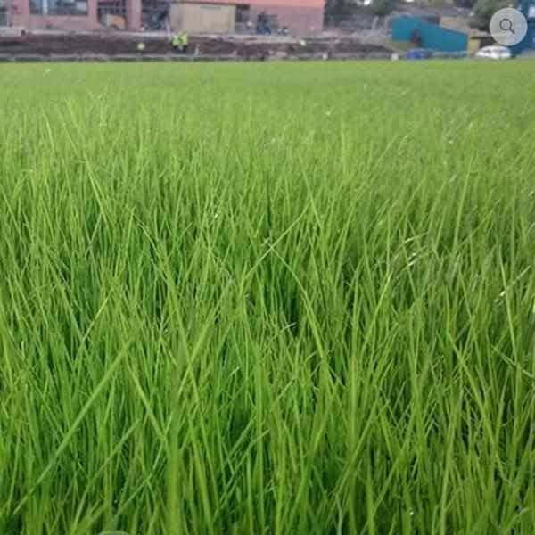 Public Open Spaces Grass Seed | Dandys