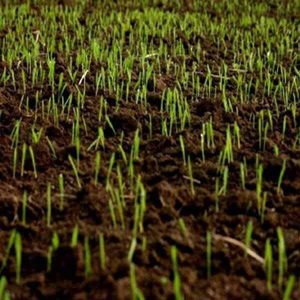 Extra: Hardwearing Grass Seed - Dandy's Topsoil & Landscape Supplies