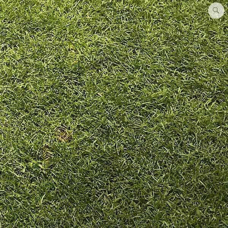 Ultimate Tee/Divot Grass Seed mix - for Golf Courses 20kg - Dandy's Topsoil & Landscape Supplies