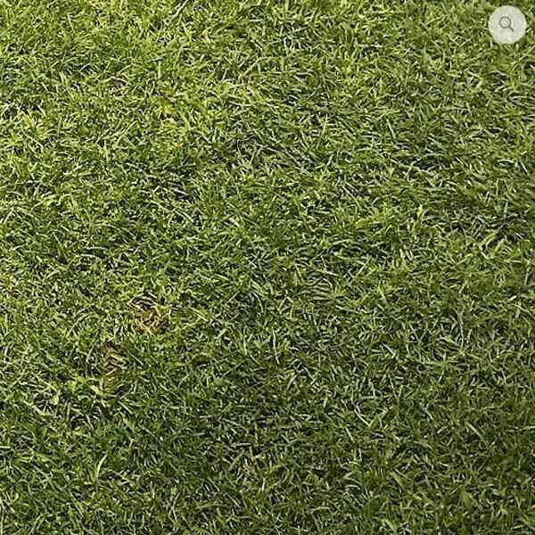 Ultimate Tee/Divot Grass Seed mix - for Golf Courses 20kg - Dandy's Topsoil & Landscape Supplies