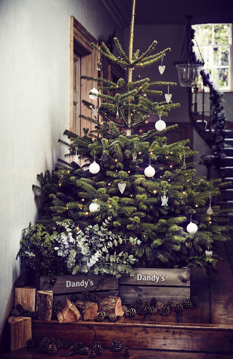 Dandy's Christmas Tree Care