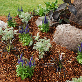 Dandy's Gardening Advice - which Bark do I need?