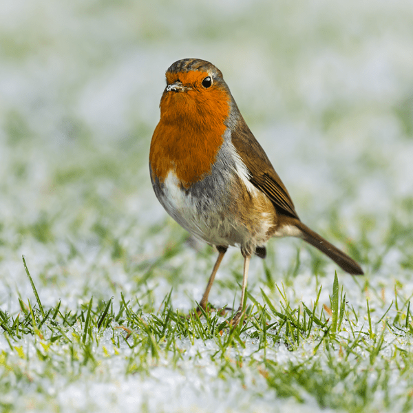 Winter gardening... - Dandy's Topsoil & Landscape Supplies