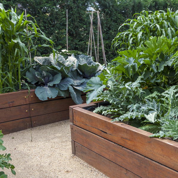Dandy's help fulfil "Lifelong Dream" of Kitchen Garden