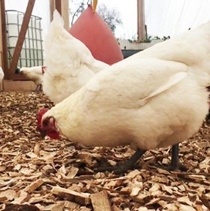 Chick, chick, chick, chick, chicken!  Amazing products for your chicken run...